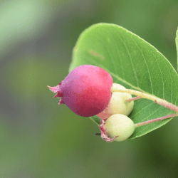 Juneberry
