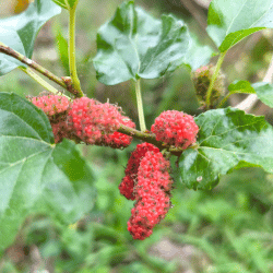 Mulberry: List of Red Fruits Names