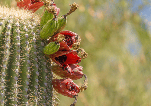 Saguaro Cacti Fruits: List of Cacti Fruit Varieties