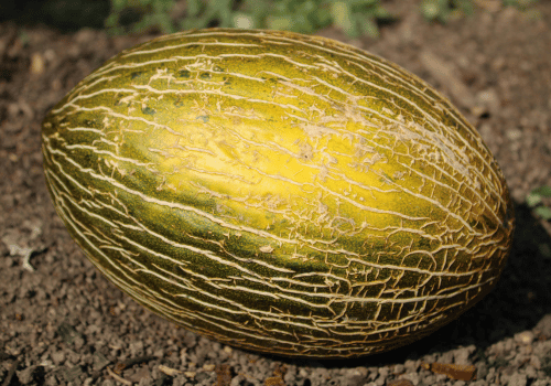 Spanish Cantaloupe Fruit and their Benefits