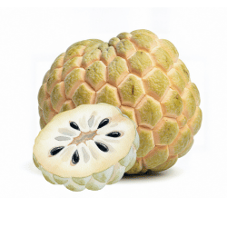 Sugar Apple: White Fruits Names