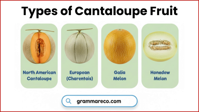 20 Different Types of Cantaloupe Fruit and Pictures with Benefits