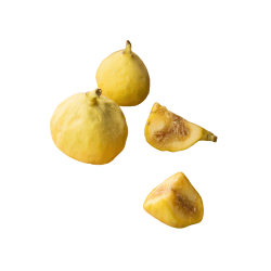 Yellow Fig