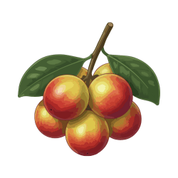 Acerola