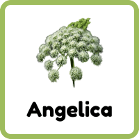 Angelica