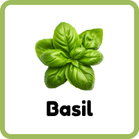 Basil: Herbs Plants Names with Photos