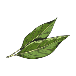 Bay leaves