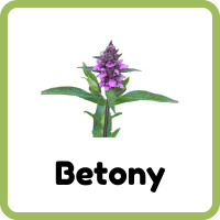 Betony