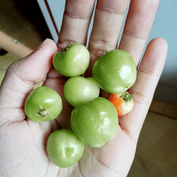 Bignay Berries: Exotic Fruits List