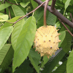 Biribá (Annona mucosa)