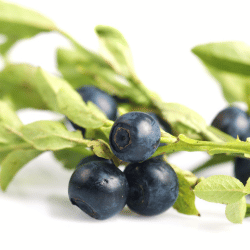 Black Bilberry