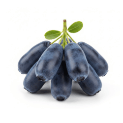 Black Blue Honeysuckle