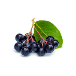 Black Chokeberry