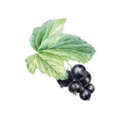 Black Currant