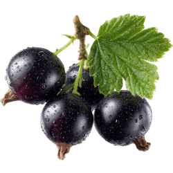 Black Currant