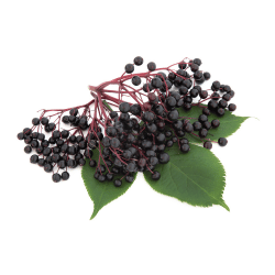 Black Elderberry