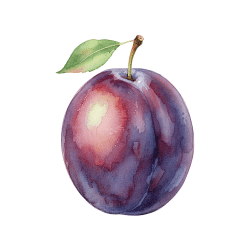 Black Plum