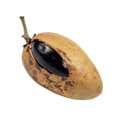 Black Sapote: Names of Black Fruits