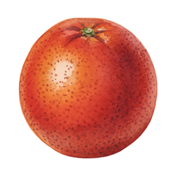 Blood orange
