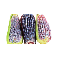 Blue Corn: Blue Fruits Names