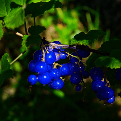 Blue Currant: Blue Fruits Names