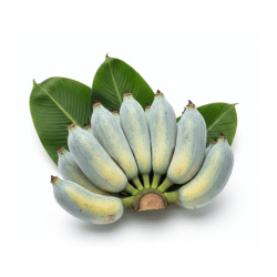 Blue Java Banana