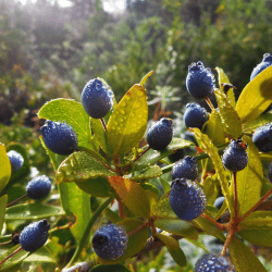 Blue Myrtle Berry: Blue Fruits Names