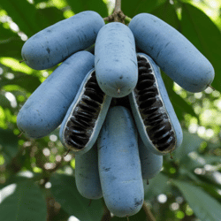 Blue Sausage Fruit: List of Blue Fruits Names