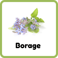 Borage Herb Plant
