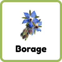 Borage: Herbs Plants Names