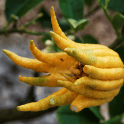 Buddha’s Hand: Exotic Fruits List