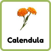 Calendula