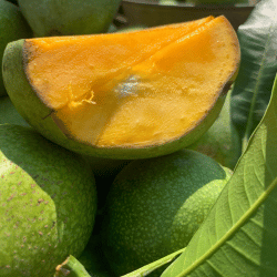 Canistel (Eggfruit): Exotic Fruits List