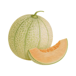 Cantaloupe