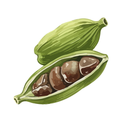 Cardamom: Spices Pantry Staples List with Pictures