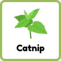 Catnip: Herbs Plants Names and their Uses