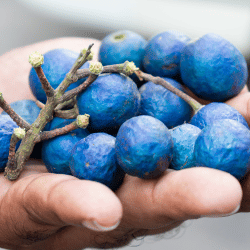 Ceylon Blue Olives: Blue Fruits Names