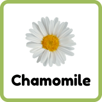 Chamomile
