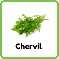Chervil Leaves Rare Herb Plant