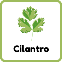 Cilantro: Herbs Plants Names