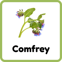 Comfrey