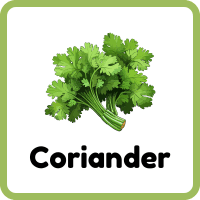 Coriander