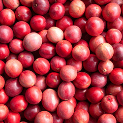 Cranberry Fruits