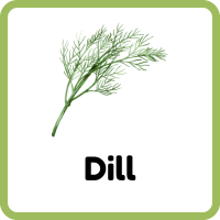 Dill Herb and Plant with Benefits and Information