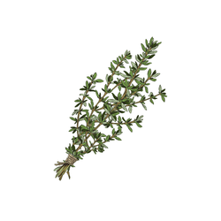 Dried thyme
