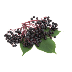 Elderberry