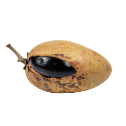Black Sapote (Exotic)