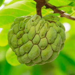 Wild Custard Apple (Exotic)