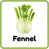 Fennel: Herbs and Plants Names