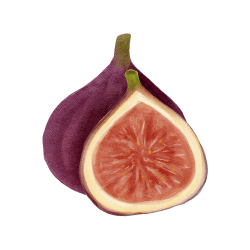 Fig (Ficus carica)